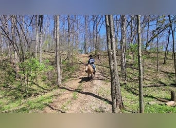 Draft Horse Mix, Gelding, 6 years, 16 hh, Buckskin