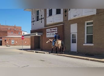 Draft Horse Mix, Gelding, 6 years, 16 hh, Buckskin