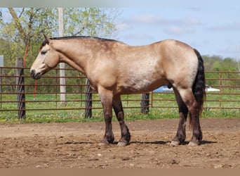 Draft Horse Mix, Gelding, 6 years, 16 hh, Buckskin