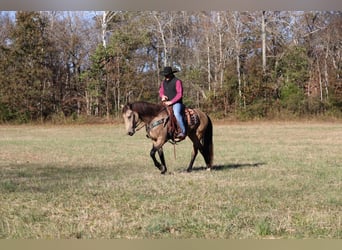 Draft Horse, Gelding, 6 years, 16 hh, Buckskin