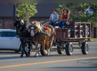 Draft Horse Mix, Gelding, 6 years, 16 hh, Chestnut