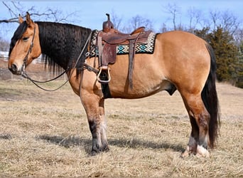 Draft Horse Mix, Gelding, 6 years, 16 hh, Dun