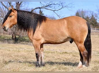 Draft Horse Mix, Gelding, 6 years, 16 hh, Dun