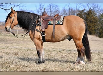 Draft Horse Mix, Gelding, 6 years, 16 hh, Dun