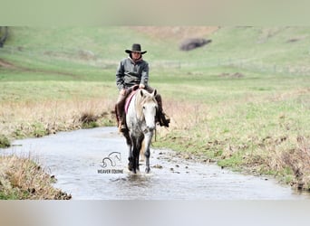 Draft Horse Mix, Gelding, 6 years, 16 hh, Gray-Dapple