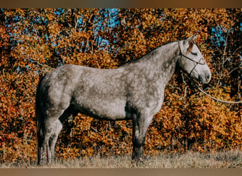 Draft Horse, Gelding, 6 years, 16 hh, Gray-Dapple