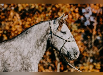 Draft Horse, Gelding, 6 years, 16 hh, Gray-Dapple