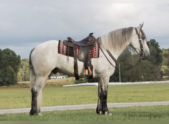 Draft Horse Mix, Gelding, 6 years, 16 hh, Grey