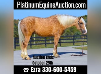 Draft Horse, Gelding, 6 years, 16 hh, Palomino