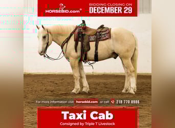 Draft Horse Mix, Gelding, 6 years, 16 hh, Palomino