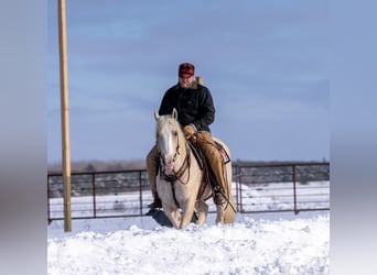 Draft Horse Mix, Gelding, 6 years, 16 hh, Palomino
