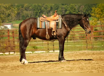 Draft Horse Mix, Gelding, 6 years, 16 hh, Roan-Bay