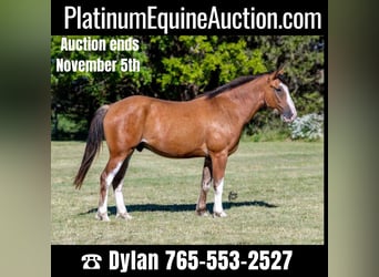 Draft Horse, Gelding, 6 years, 16 hh, Roan-Bay