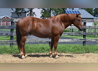 Draft Horse Mix, Gelding, 6 years, 16 hh, Sorrel