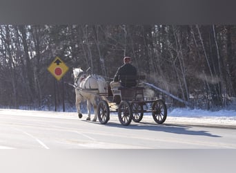 Draft Horse Mix, Gelding, 6 years, 16 hh