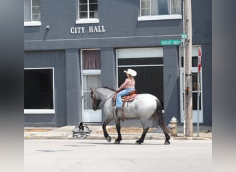 Draft Horse, Gelding, 6 years, 16 hh
