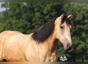 Draft Horse, Gelding, 6 years, 16 hh