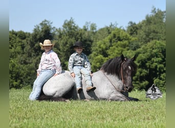 Draft Horse, Gelding, 6 years, 16 hh