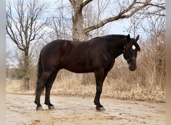 Draft Horse, Gelding, 6 years, 16,1 hh, Black