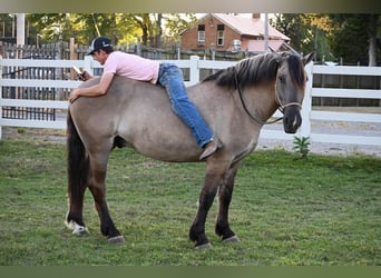 Draft Horse, Gelding, 6 years, 16,1 hh, Grullo