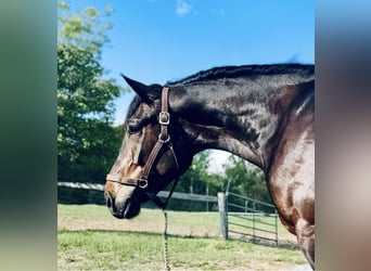 Draft Horse, Gelding, 6 years, 16,2 hh, Bay