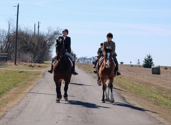 Draft Horse Mix, Gelding, 6 years, 16,2 hh, Bay
