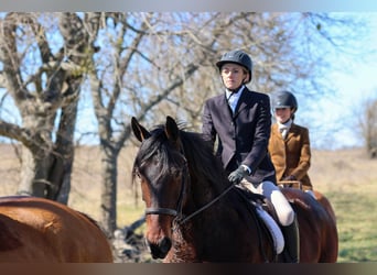 Draft Horse Mix, Gelding, 6 years, 16,2 hh, Bay