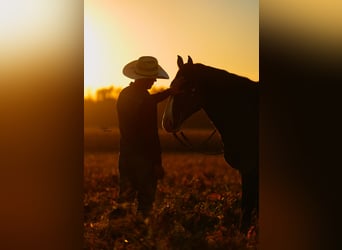 Draft Horse Mix, Gelding, 6 years, 16,2 hh, Black