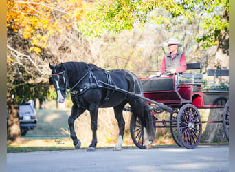 Draft Horse Mix, Gelding, 6 years, 16,2 hh, Black
