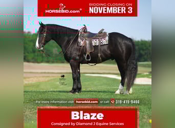 Draft Horse Mix, Gelding, 6 years, 16,2 hh, Black