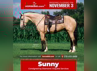 Draft Horse Mix, Gelding, 6 years, 16,2 hh, Buckskin