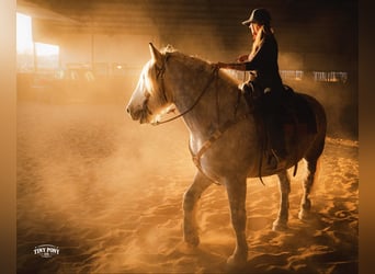 Draft Horse, Gelding, 6 years, 16,2 hh, Grey-Dapple