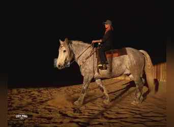 Draft Horse, Gelding, 6 years, 16,2 hh, Grey-Dapple
