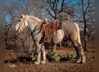 Draft Horse, Gelding, 6 years, 16,2 hh, Grey-Dapple
