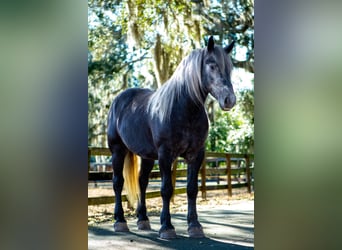 Draft Horse Mix, Gelding, 6 years, 16,2 hh, Grey