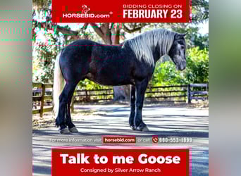 Draft Horse Mix, Gelding, 6 years, 16,2 hh, Grey