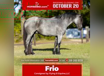 Draft Horse Mix, Gelding, 6 years, 16,2 hh, Roan-Blue