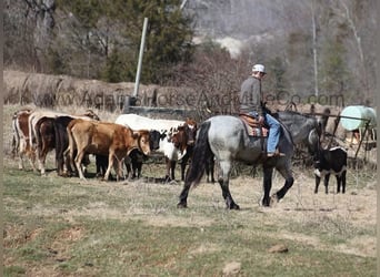 Draft Horse, Gelding, 6 years, 16,2 hh, Roan-Blue