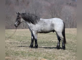 Draft Horse, Gelding, 6 years, 16,2 hh, Roan-Blue