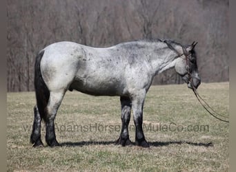 Draft Horse, Gelding, 6 years, 16,2 hh, Roan-Blue
