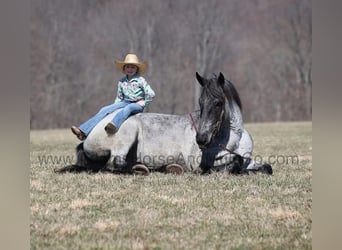 Draft Horse, Gelding, 6 years, 16,2 hh, Roan-Blue