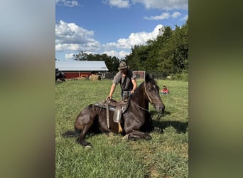 Draft Horse, Gelding, 6 years, 16,3 hh, Black