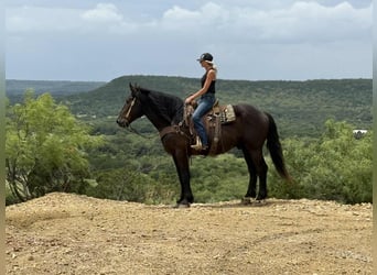 Draft Horse, Gelding, 6 years, 16,3 hh, Black