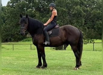 Draft Horse, Gelding, 6 years, 16,3 hh, Black