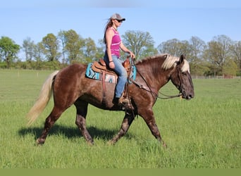 Draft Horse, Gelding, 6 years, 16,3 hh, Brown
