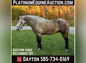 Draft Horse, Gelding, 6 years, 17,3 hh, Gray