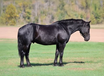 Draft Horse Mix, Gelding, 6 years, 17 hh, Black