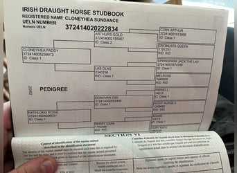 Draft Horse, Gelding, 6 years, 17 hh, Chestnut