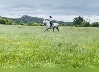 Draft Horse, Gelding, 6 years, 17 hh, Gray