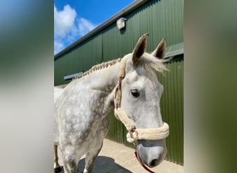 Draft Horse, Gelding, 6 years, 17 hh, Gray